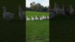 Toulouse Giant Geese [upl. by Leind589]