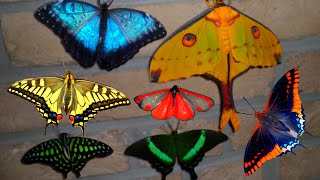 Butterfly amp Moth Compilation MY PETS [upl. by Kamilah]