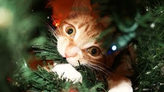 A Cats Guide to Christmas [upl. by Odnolor]