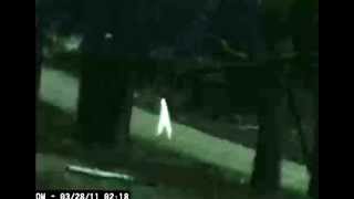 8 Nightwalker caught on camera [upl. by Belldas]