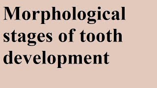 Morphological Stages Devp of tooth Part 1b [upl. by Ettenoj]