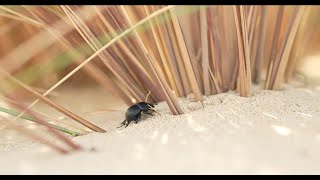 Thorectes lendémique des dunes [upl. by Atnovart]