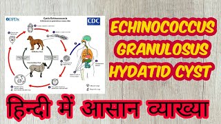 Echinococcus granulosus hydatid disease in hindi [upl. by Snapp874]