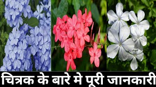 185How to grow and care Chitrak Plumbago best flower and medicinal plant [upl. by Atinra]