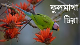 Blossomheaded parakeet  ফুলমাথা টিয়া Satchari National Park Habiganj [upl. by Hertz572]