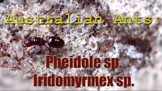 Australian Ants Pheidole sp amp Iridomyrmex sp  GAN Farmer Feature 2 [upl. by Pietro957]