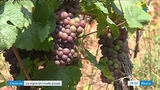 DambachlaVille  le vignoble supporte bien la canicule pour linstant [upl. by Adnolehs341]