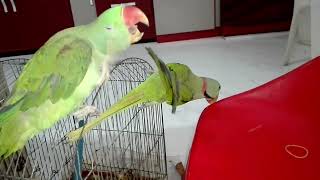 Funny And Smart Parrots  Talking Alexandrine Parrot [upl. by Aleekat19]