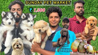 Cheapest Pet Market  Chennai Kozhi Market  Rare Pets  Imported Dog Puppies  Sunday Market [upl. by Doreen]