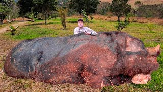 O MAIOR E MAIS TERRÍVEL JAVALI JÁ CAPTURADO EM FAZENDA [upl. by Kalie]