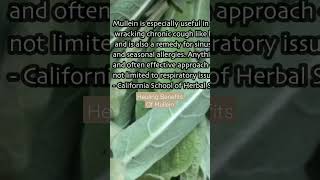 Healing Benefits Of Mullein [upl. by Yelhsa]