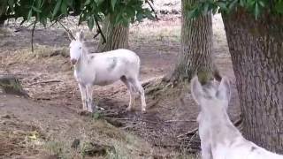 Asinelli Cuccioli Asini bianchi Foresta Burgos in Sardegna [upl. by Yerhpmuh]