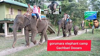 gorumara elephant camp Gachbari Dooars elephantcamp vlogs gorumaraelephantcamp Elephantlovers [upl. by Shama]