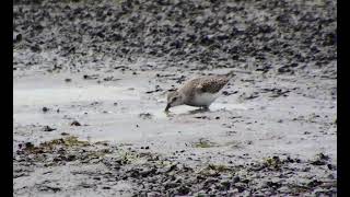 Semipalmated sandpiper sweeping water surface Pine Creek game bird habitat August 23 2020 [upl. by Annaig]