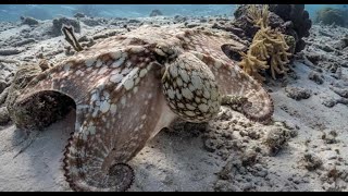 Registran la fascinante capacidad de un pulpo para camuflarse en la noche [upl. by Yolanthe458]