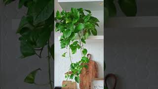 Indoor Plants That Grow Bushier and Lush Quickly indoorplants shorts [upl. by Marchal]