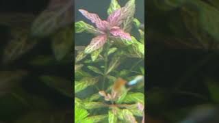 Hygrophila Polysperma Rosanervig [upl. by Dennard159]