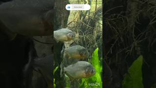 Piranha fish fishingvideo fish piranha aquriumfans rek aquarium shortsvideo [upl. by Daberath]