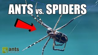 Fire Ants vs Giant Spiders [upl. by Eduardo891]