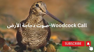 Woodcock Callصوت دجاجة الأرض [upl. by Fuchs913]