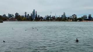 MELBOURNE’s Albert park lake near formula1 track australiangrandprix walking scenicbeauty [upl. by Drazze245]