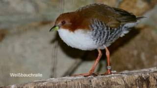 BildershowWeltVogelpark WalsrodeParadieshalle [upl. by Anabahs]