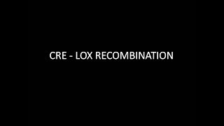 CRE LOX recombination system [upl. by Aicul]