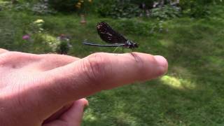 Damselfly in my Brackish Tank [upl. by Leind283]