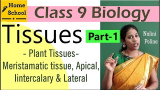 Tissues Class 9 Biology Part1 [upl. by Crispa297]