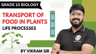 Phloem amp translocation  Biology  Life processes  Class 10 Science  Simple Explanation [upl. by Namwen331]