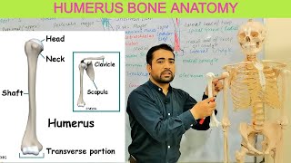 Humerus Bone Anatomy or Arm Bone or Upper Limb Bone Its Muscles Surfaces parts By Dr Shahid Alam [upl. by Theall401]