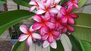 Plumeria  Winter Dormancy Check [upl. by Waller]