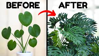 If I Only Knew These Monstera Tips 5 Years Ago [upl. by Eelrac]