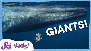 Real Life Giants  SciShow Kids Compilation [upl. by Aldred]