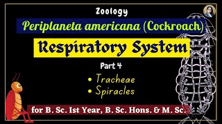 Periplaneta americana cockroach  Respiratory System  Part 4  Zoology  B Sc Ist Year [upl. by Wrdna]