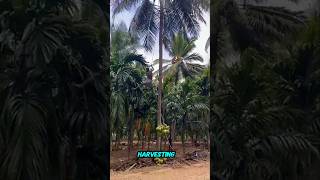 coconut oil production VCO [upl. by Norvil]