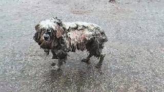 quotHelp mequot She was tired and hungry exhausted and looking for food and shelter in the rain [upl. by Scoles220]