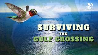 Hummingbird Migration 5 Ways To Survive Gulf of Mexico Crossing [upl. by Nonaihr669]