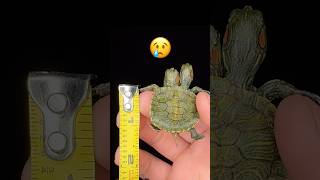 Two Headed Turtle Update‼️ Part 5 shorts aquaterra [upl. by Weywadt885]