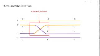 Homologous Recombination  The Holliday Model [upl. by Leseil642]