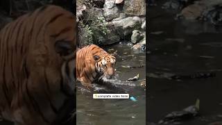 Tiger functionally extinct tiger wildlife animals nature education planet shorts tigers [upl. by Acinnod]