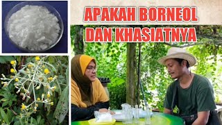 BORNEOL  PERBEZAANNYA DENGAN CAMPHOR DAN MENTHOL APAKAH KHASIATNYA DALAM MINYAK ANGIN PART 1 [upl. by Mann]