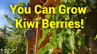 Growing Hardy Kiwi aka Kiwi Berry Actinidia arguta [upl. by Cass628]