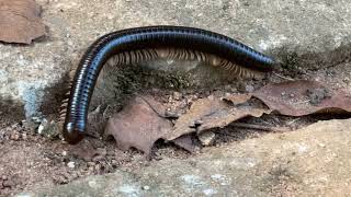 Millipede  Amazing creature with multiple legs [upl. by Eek376]