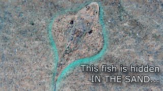 Netting Pacific STAGHORN Sculpins In The Shallows [upl. by Ahsed]