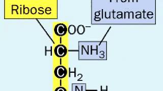 Biosynthesis of Histidine [upl. by Enyt]