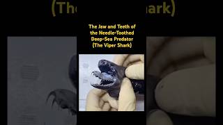 The Jaw and Teeth of the NeedleToothed DeepSea Predator…🦈music sharks sea animals [upl. by Inus691]