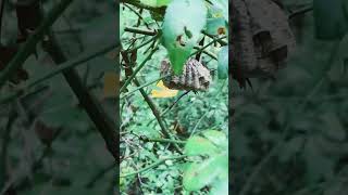 Collected Polistes nest along trail [upl. by Akilam982]