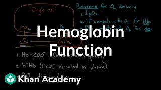 Hemoglobin moves O2 and CO2  Human anatomy and physiology  Health amp Medicine  Khan Academy [upl. by Aniweta]