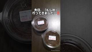 今年の夏も「むし社」さんへ！ 昆虫飼育 飼育 むし社 幼虫 昆虫 ミヤマクワガタ パプアキンイロクワガタ [upl. by Weinstock785]